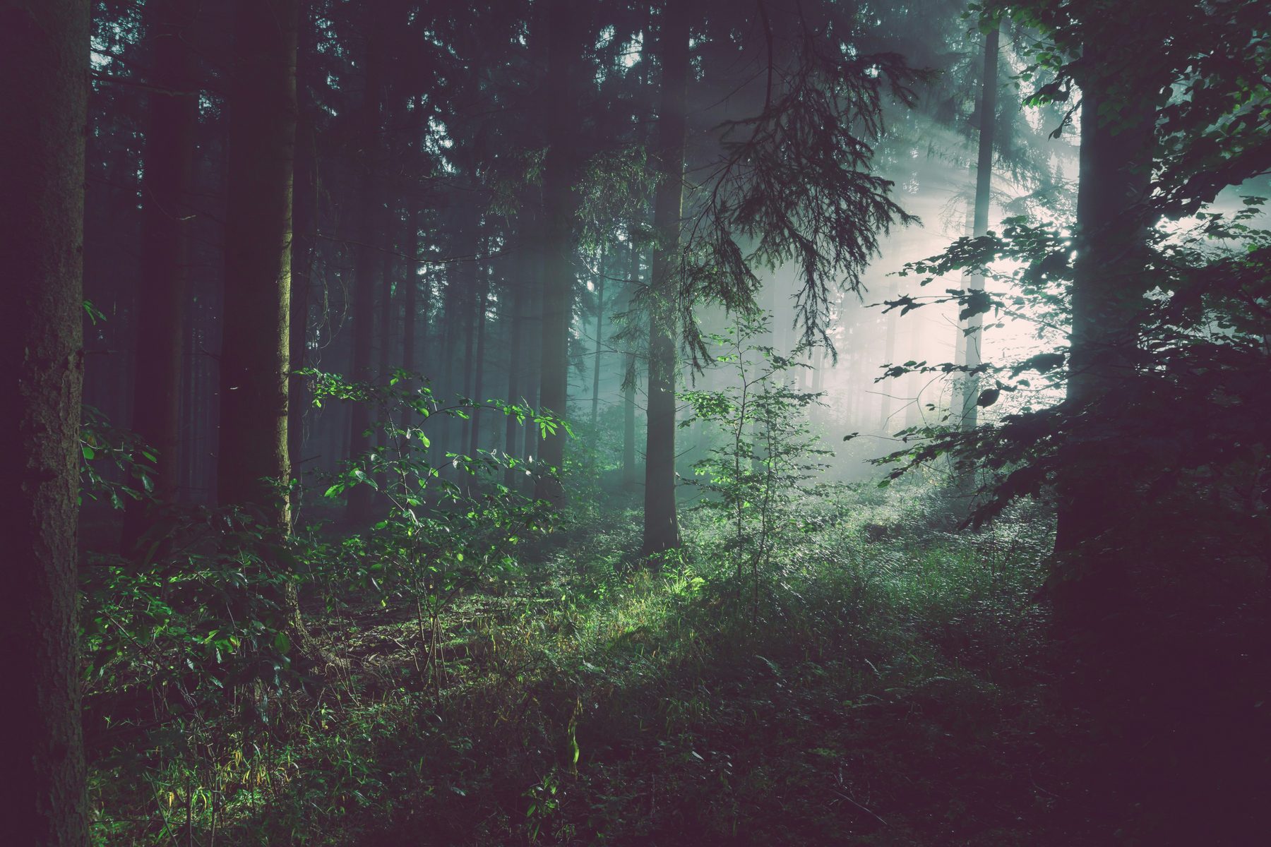 Misty forest at dusk