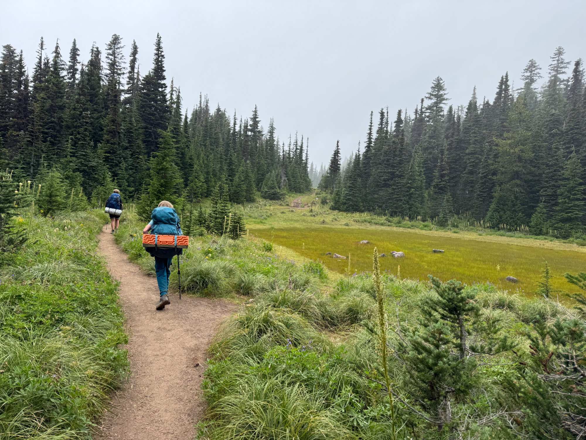 Lupine field at sunset
